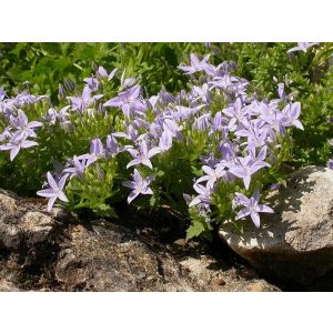 Campanula garganica - Garganói harangvirág