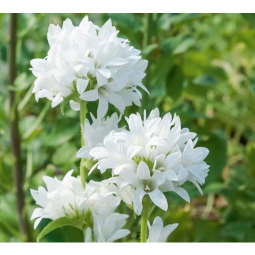 Campanula glomerata Alba - Csomós harangvirág