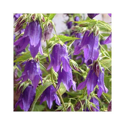 Campanula Kent Belle - Harangvirág