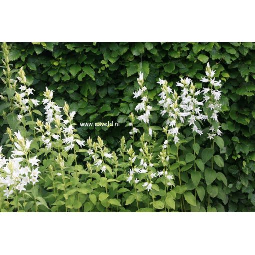 Campanula latifolia Alba - Széleslevelű harangvirág