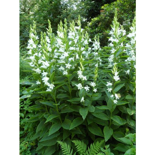 Campanula latifolia macrantha Alba - Széleslevelű harangvirág