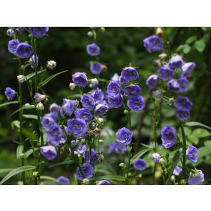 Campanula persicifolia La Belle - Baracklevelű harangvirág