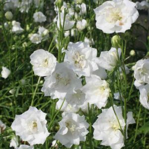   Campanula persicifolia La Bonne Amie - Baracklevelű harangvirág