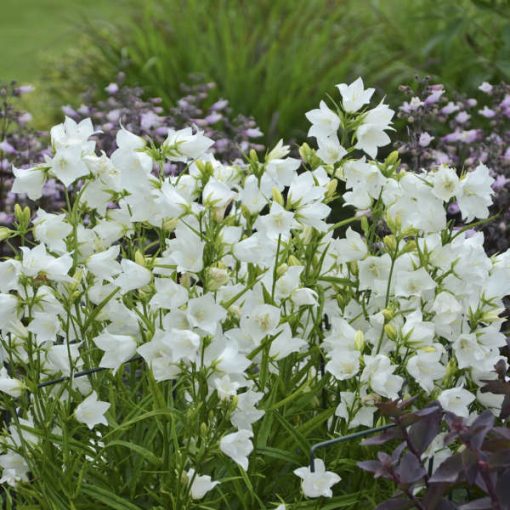 Campanula persicifolia Takion White - Baracklevelű harangvirág