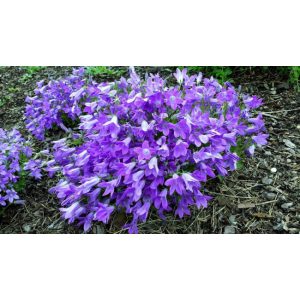 Campanula portenschlagiana Catharina - Dalmát harangvirág