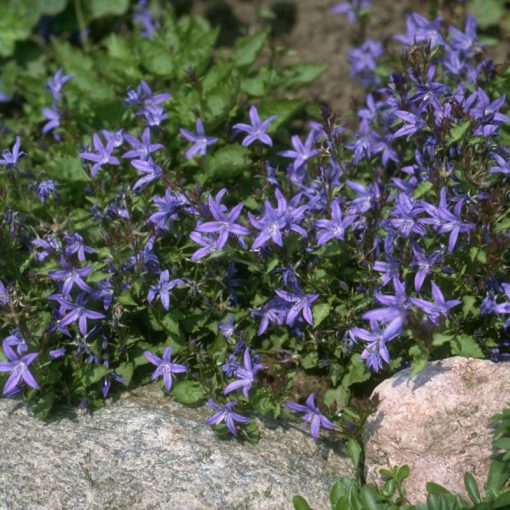 Campanula poscharskyana Blauranke - Balkáni harangvirág