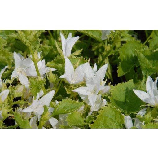 Campanula poscharskyana Silberregen - Balkáni harangvirág