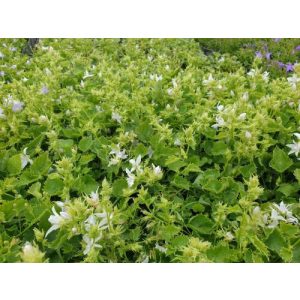 Campanula poscharskyana Weissranke - Balkáni harangvirág