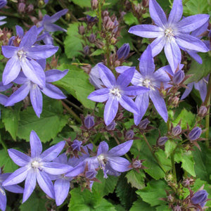 Campanula poscharskyana - Balkáni harangvirág