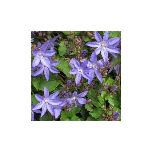 Campanula poscharskyana - Balkáni harangvirág