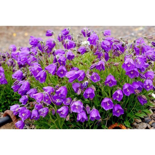 Campanula pulloides Jelly Bells - Harangvirág