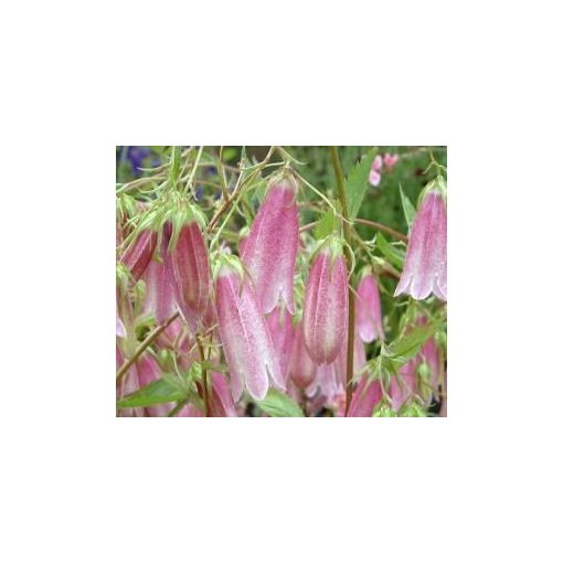 Campanula punctata Rubra - Pettyegetett harangvirág