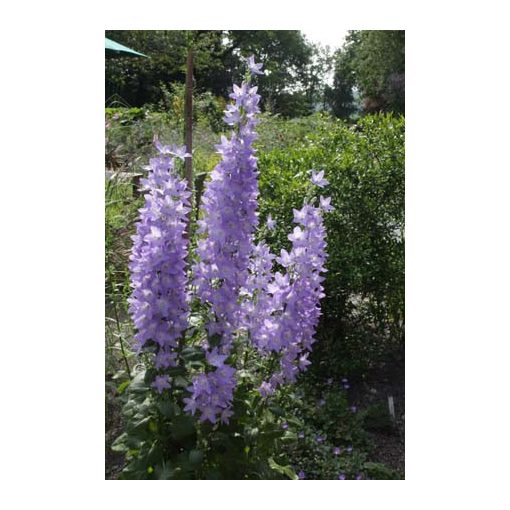 Campanula pyramidalis - Tornyos harangvirág