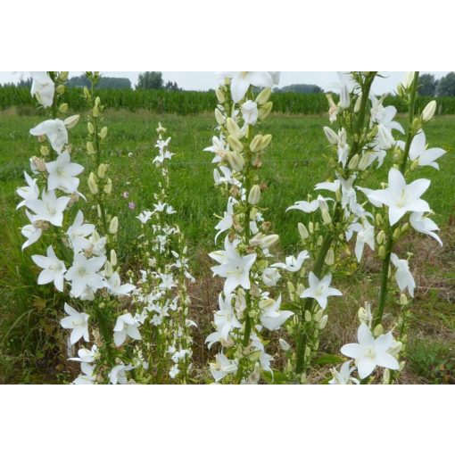 Campanula pyramidalis Alba - Tornyos harangvirág