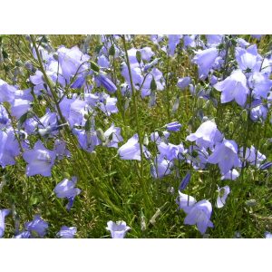 Campanula rotundifolia - Kereklevelű harangvirág