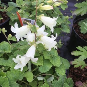 Campanula alliariifolia Snow Dune - Harangvirág