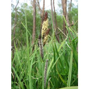 Carex acutiformis - Mocsári sás