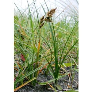 Carex arenaria - Tengerparti sás