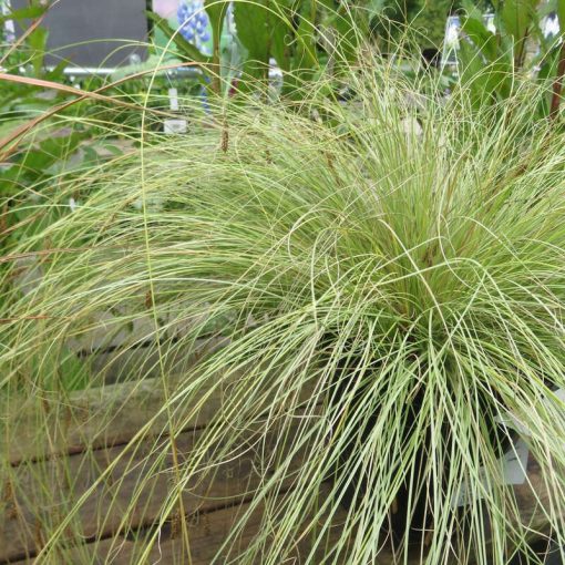 Carex buchananii Green Twist - Bőrlevelű sás