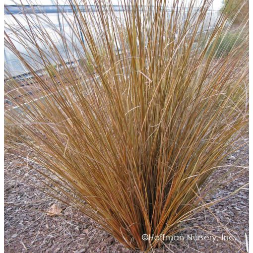 Carex buchananii Red Rooster - Bőrlevelű sás