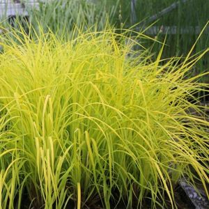 Carex elata Aurea - Zsombéksás