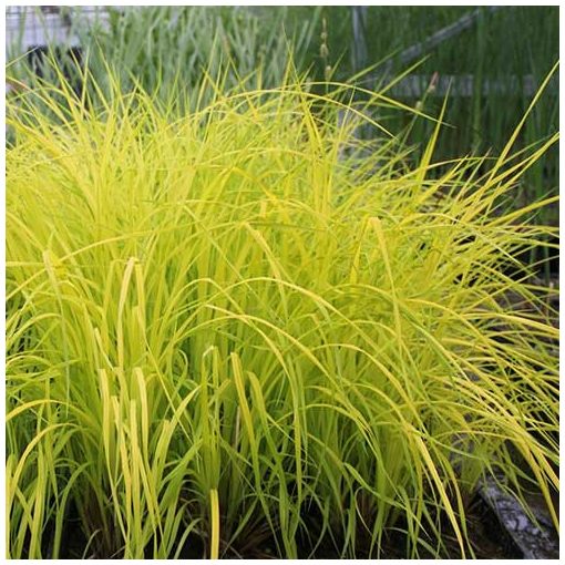 Carex elata Aurea - Zsombéksás