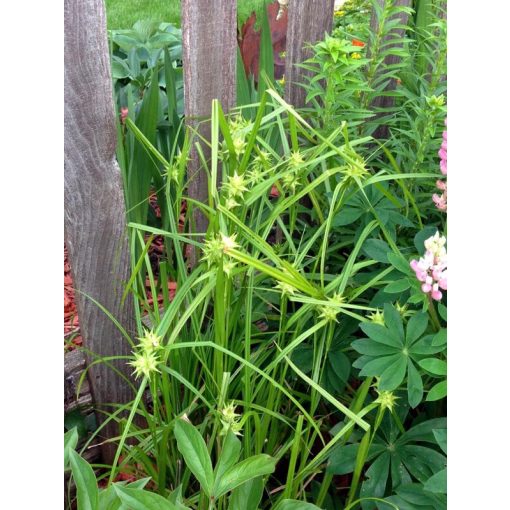 Carex grayi - Nagytermetű sás