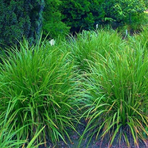 Carex morrowii Irish Green - Japán sás