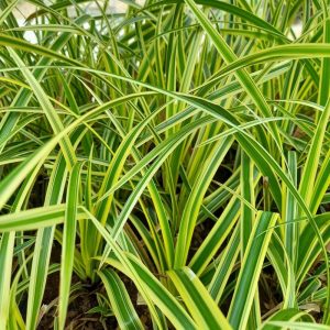 Carex morrowii Aureovariegata - Japán sás