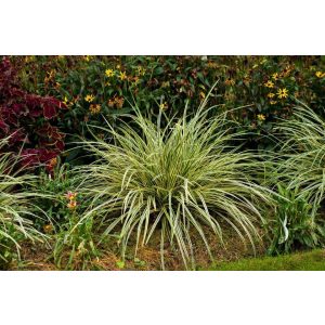 Carex morrowii Goldband - Japán sás