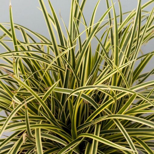 Carex morrowii Vanilla Ice - Japán sás