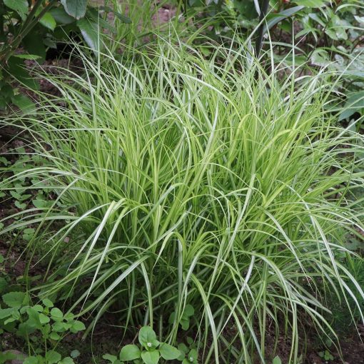 Carex muskingumensis - Pálmalevelű sás