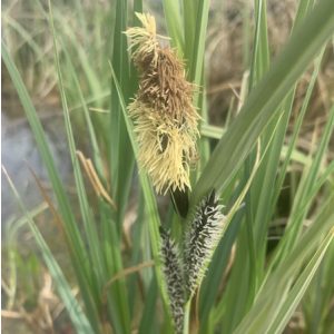 Carex nigra - Fekete sás