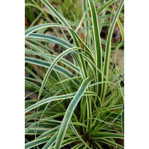 Carex oshimensis Evercream - Ósimai sás