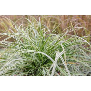 Carex oshimensis Everest - Ósimai sás