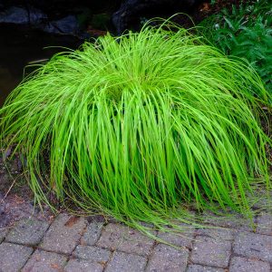 Carex oshimensis Everillo - Ósimai sás