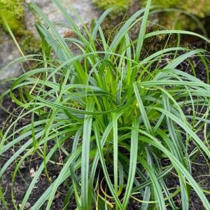 Carex oshimensis Ribon Falls - Ósimai sás