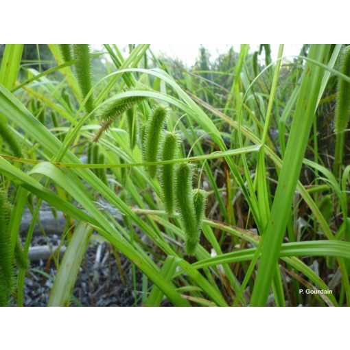 Carex pseudocyperus - Villás sás