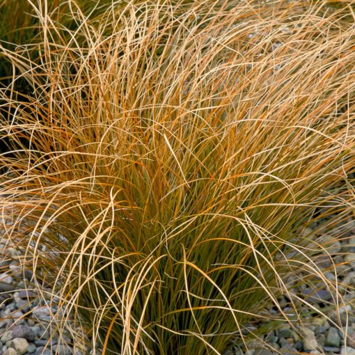 Carex testacea - Narancsos sás