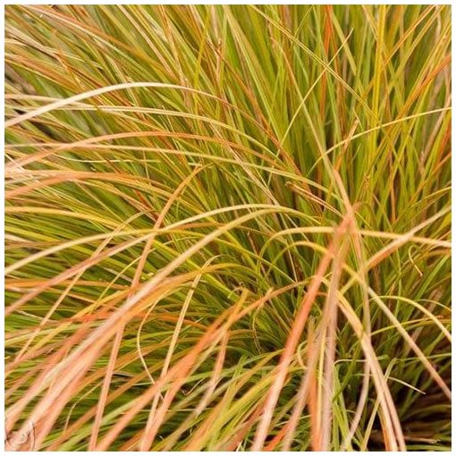 Carex testacea Prairie Fire - Narancsos sás