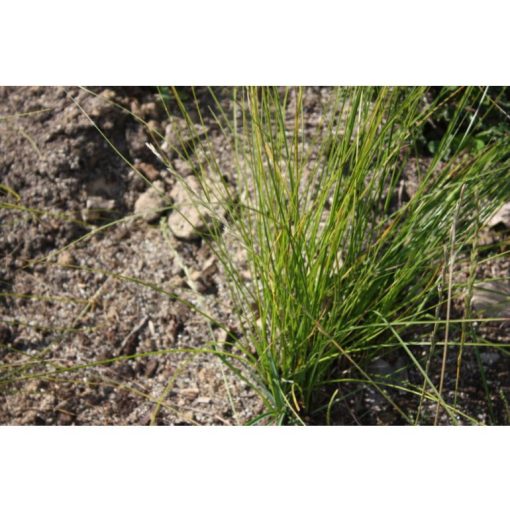 Carex umbrosa Thiny Thin - Árnyéki sás