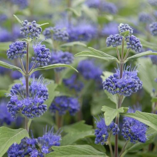 Caryopteris clandonensis Heavenly Blue - Angol kékszakáll