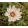Catananche caerulea Alba - Zörgővirág