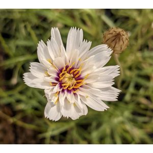 Catananche caerulea Alba - Zörgővirág