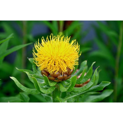 Centaurea macrocephala - Imola