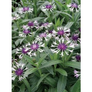 Centaurea montana Amethyst in Snow - Imola