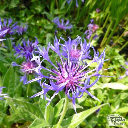 Centaurea montana Grandiflora - Imola