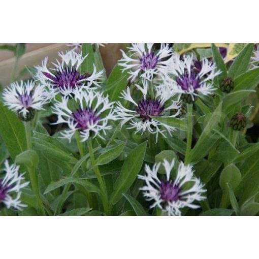 Centaurea montana Purple Heart - Imola