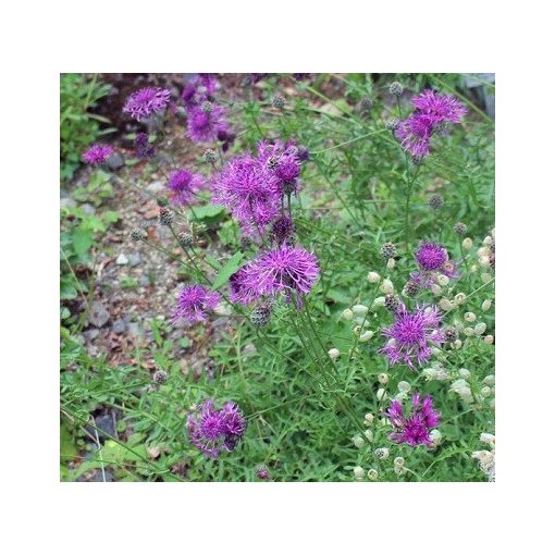 Centaurea rhaetica - Imola