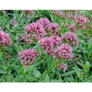 Centranthus ruber Rosenrot - Ribizlivirág